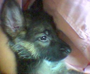 1st Puppy Bruno 1st Puppy Bruno